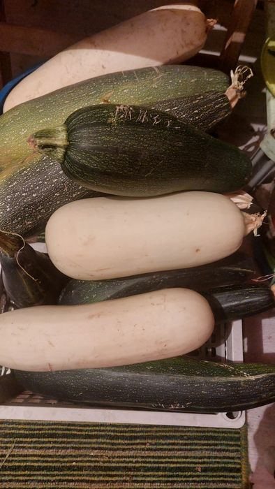 Кабачки домашние
