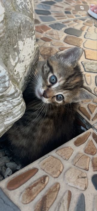 Donez pisici /1 luna