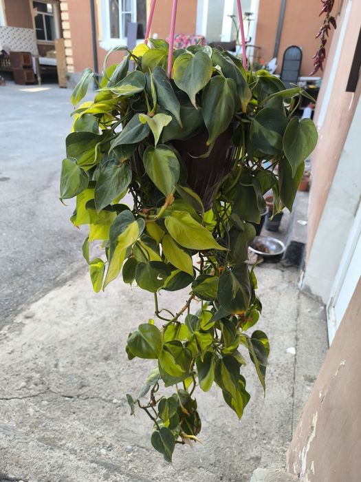 Хилма хил гуллар бор