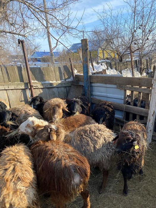 Продам токты кой кошкар