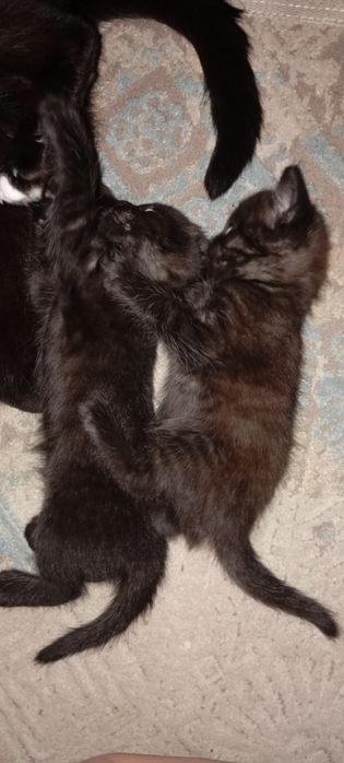 Отдам котят вислоухих шотландцев девочки