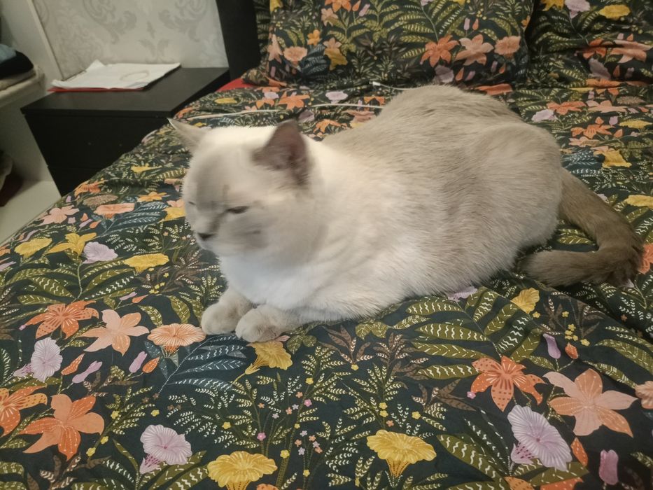 Ofer spre adopție un  motan adult, blând – Yeti (3,5 ani)