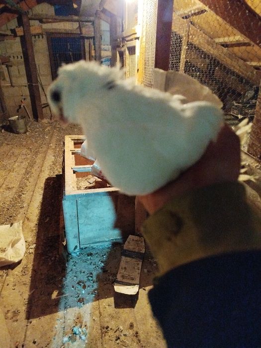 Нкоктатсттсьслслсдсььа