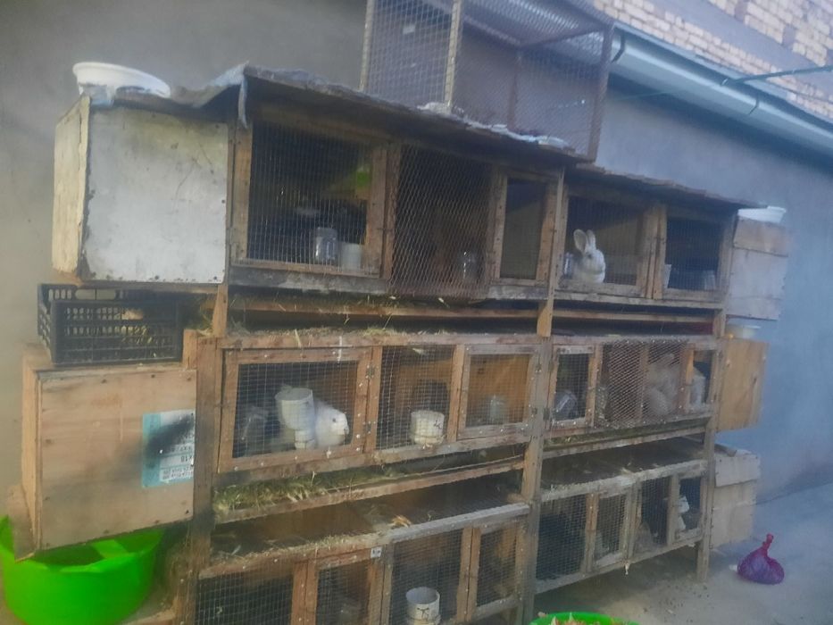 Quyon sotiladi qafasi blan