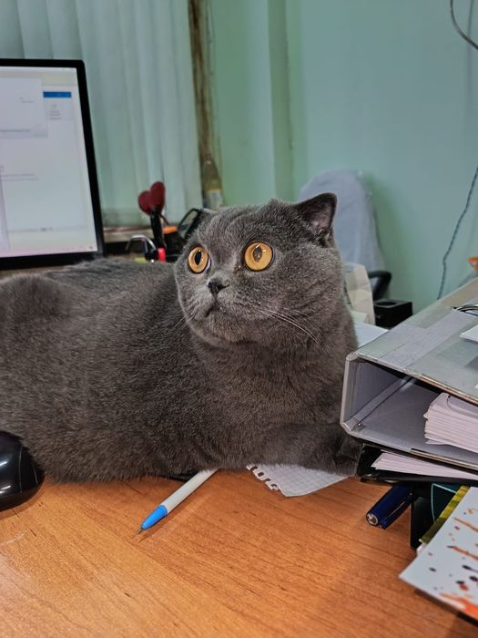 Отдам кошечку в добрые руки