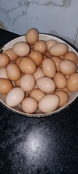 Damashni qora tovuq tuxum