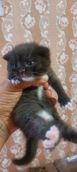 Продам шотландских котят