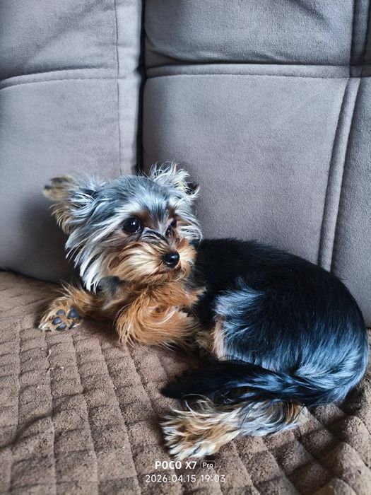 Йоркширский терьер