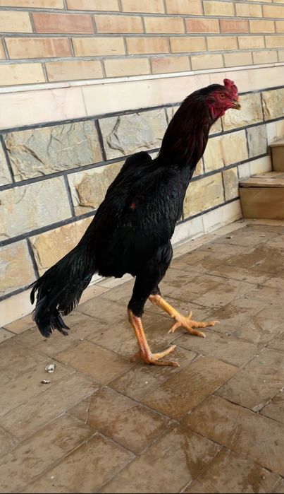 Yapon shamo 28 iyun chiqan toza zot 900 ming