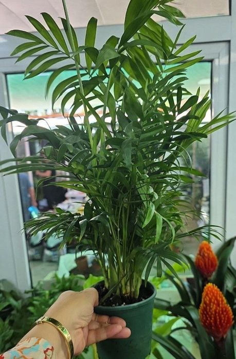 Хамедорея декоративная пальма в огромном ассортименте