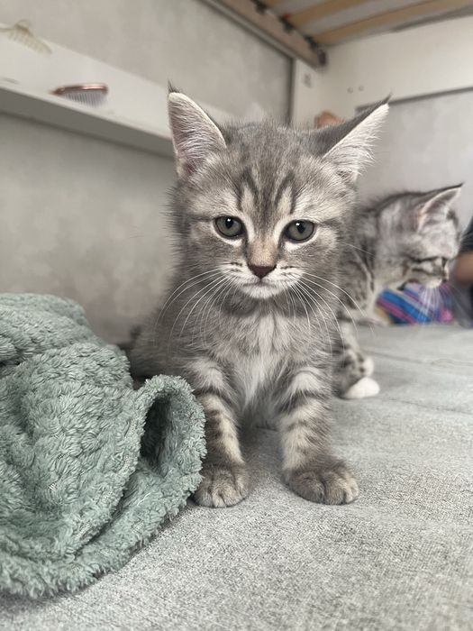 котята скоттиш страйт