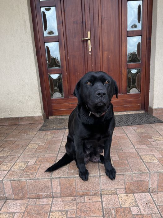 Donez pui de labrador