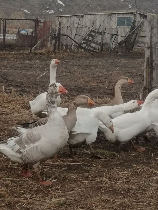 Продам 7 Самок гусынь