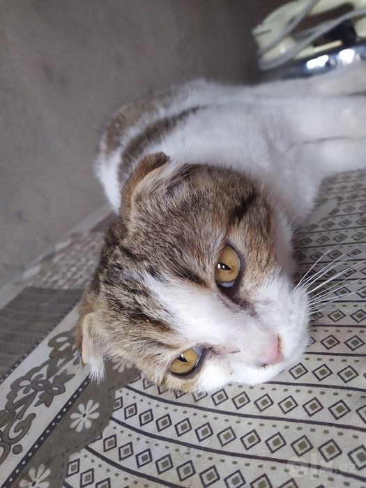 Scottish Fold mushuk