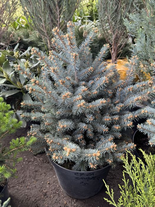 Услуги садовника в Алматы