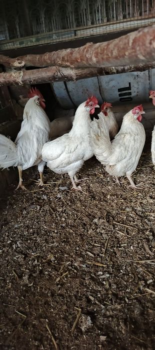 Oq leggornla sotiladi
