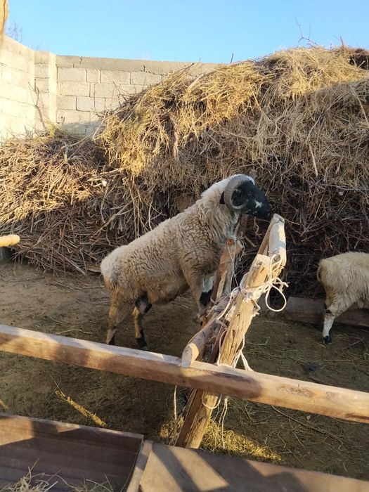 Qochqor sotiladi Manzil Buxoro Vobkent