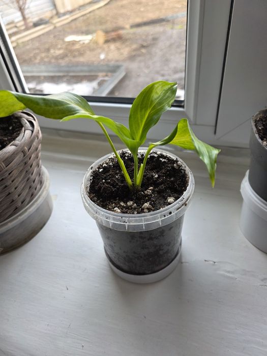 Продам женское счастье