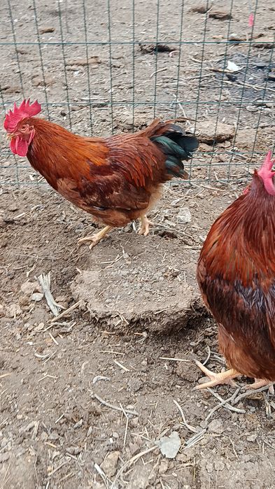 Корея Хан ҳеяп хўрозлар