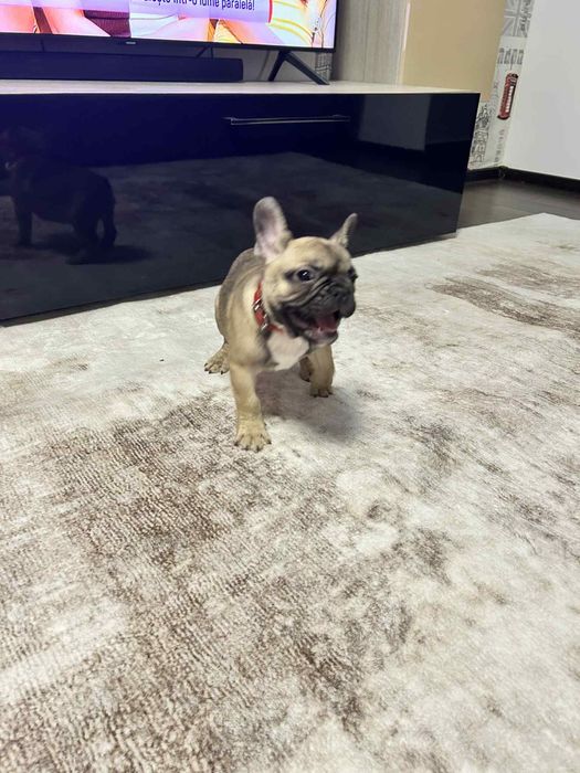 Bulldog Francez - 3 luni de vanzare.