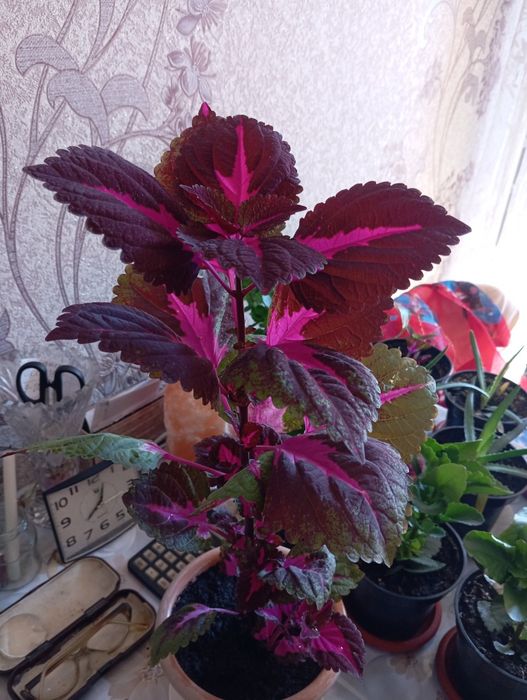 Продаются комнатные цветы