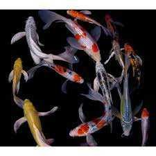 корейская рыба кой бабочка