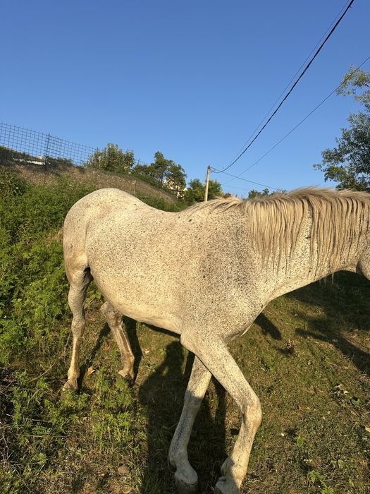 Buna ziua se vinede cal in varsta de 11ani este foarte cuminte