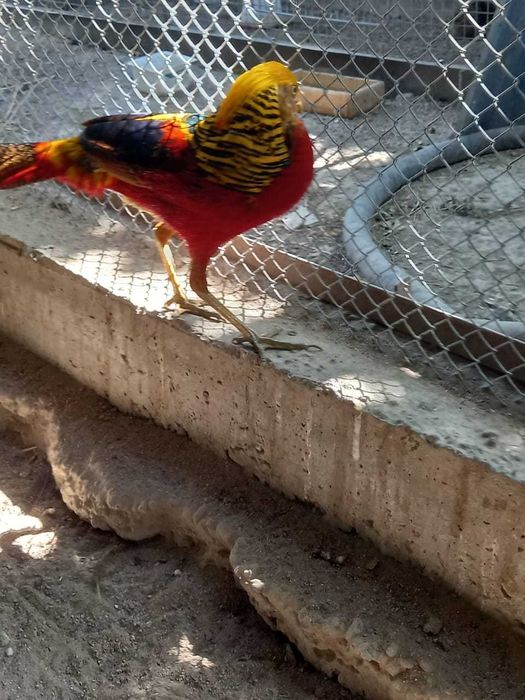 Продаются Золотые фазаны