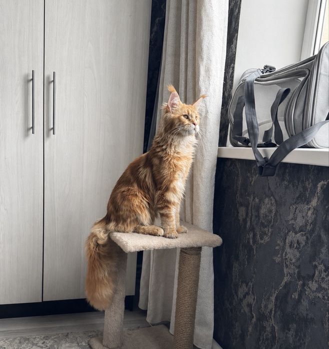 Котенок мейн кун