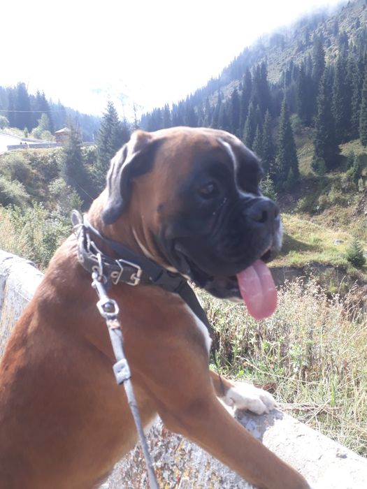 Немецкий боксёр ищет подругу