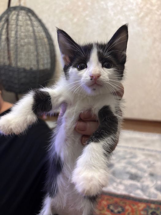 Отдам котят в хорошие руки