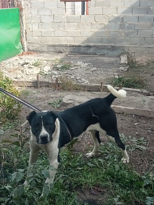 Алабай сатылады жаксы ИТ