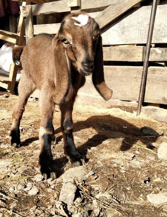 Mascul Anglo nubiana