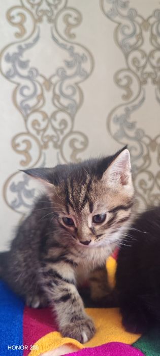 Отдам котят в добрые руки