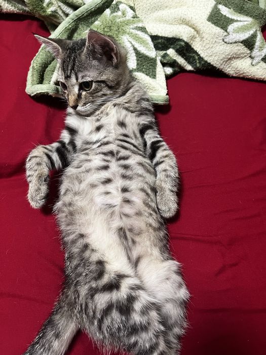 Отдам кошечку и котика даром