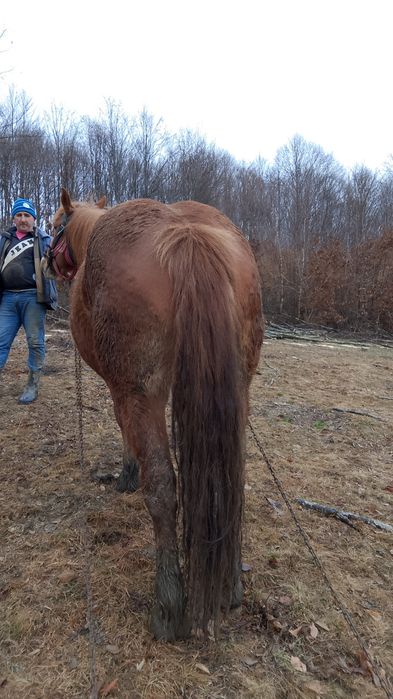 Se vinde iapă de 4ani