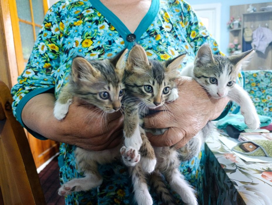 Отдам за даром котят