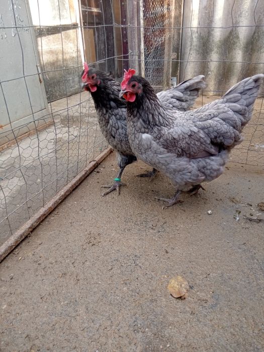 Găini, italiene perlate și Austrolop albastru.