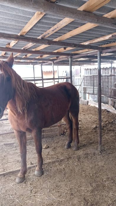 Бие сатылады туатын