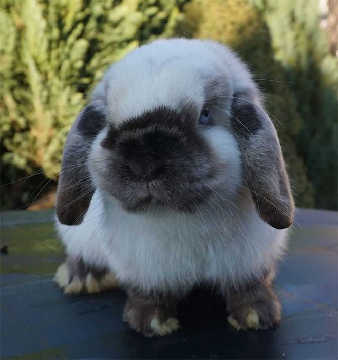 Iepurasi pitic berbec german - mini lop