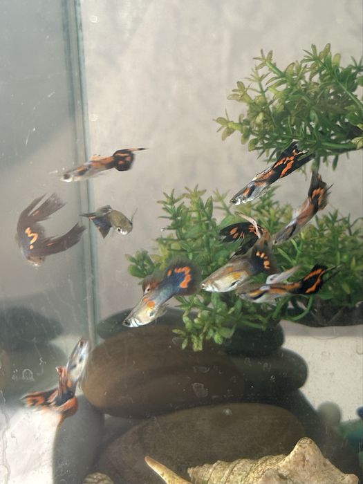 Продам рыбок гуппи и неоны