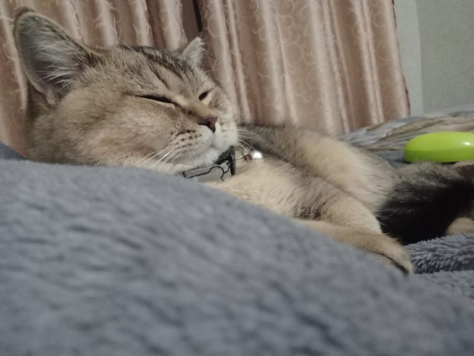 (Scottish Fold) mushugi sotiladi