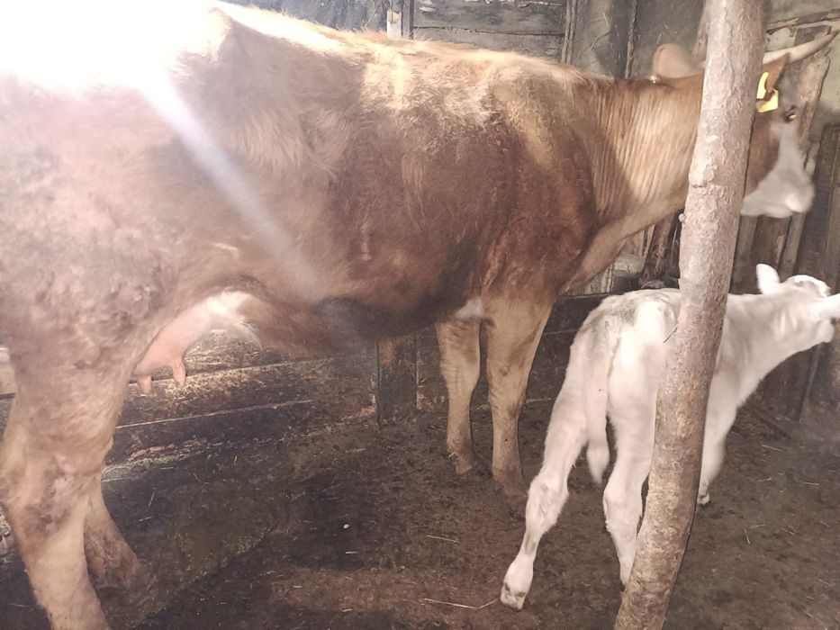 Продам карову с телеком