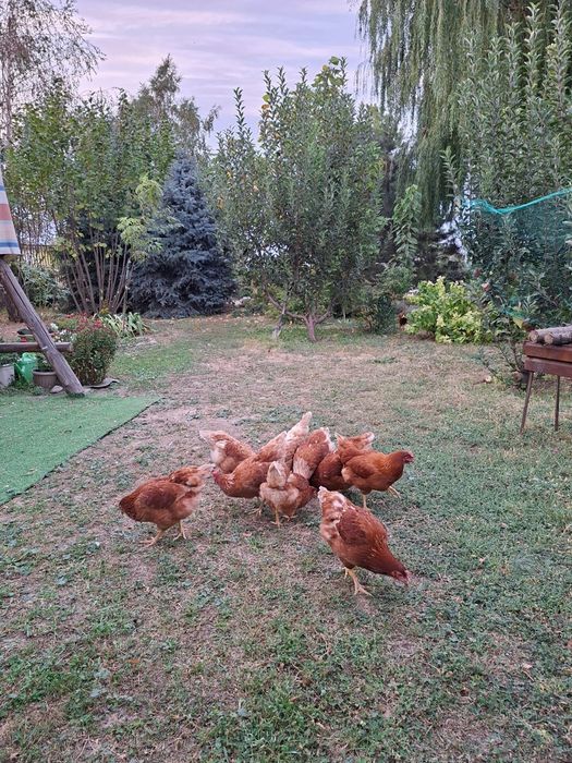Продам кур несушек