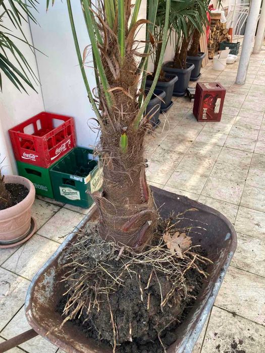 Студоустойчиви Палми Трахикарпус