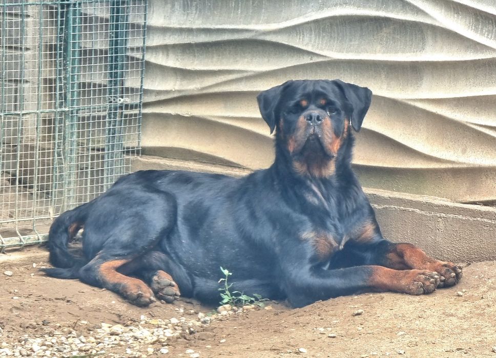 Pui Rottweiler cu pedigree