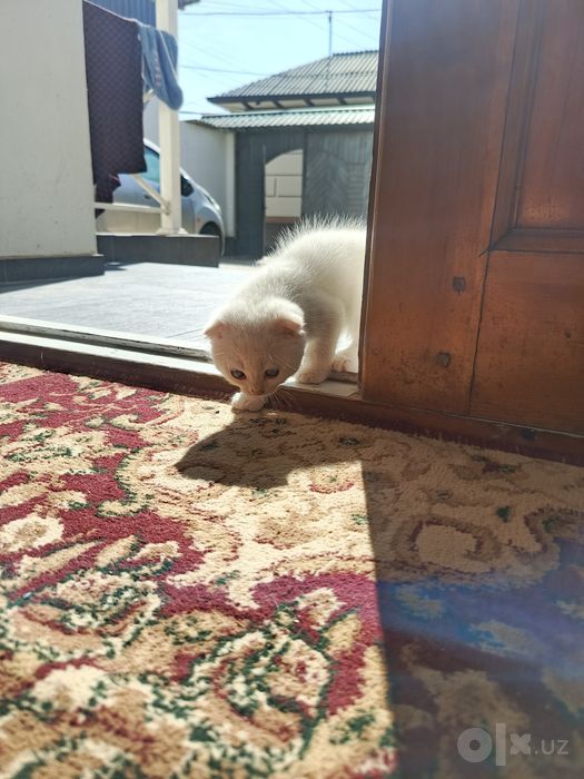 Шотландские вислоухие котята