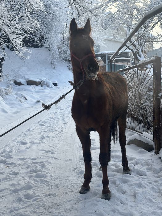 Донен сатылад    .