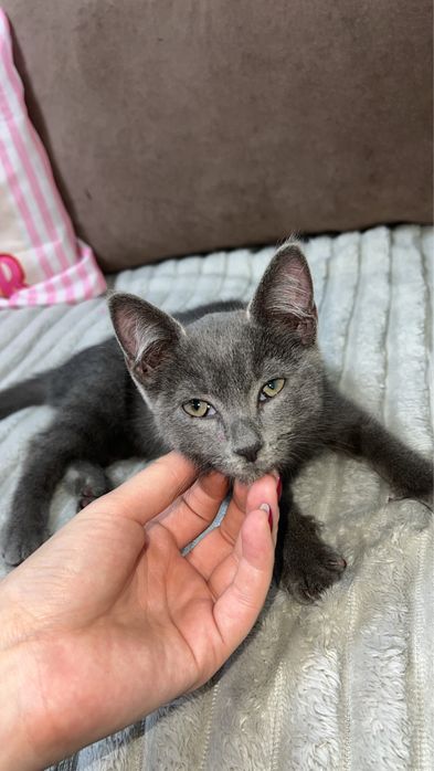 Котёнок-мальчик ищет добрый дом