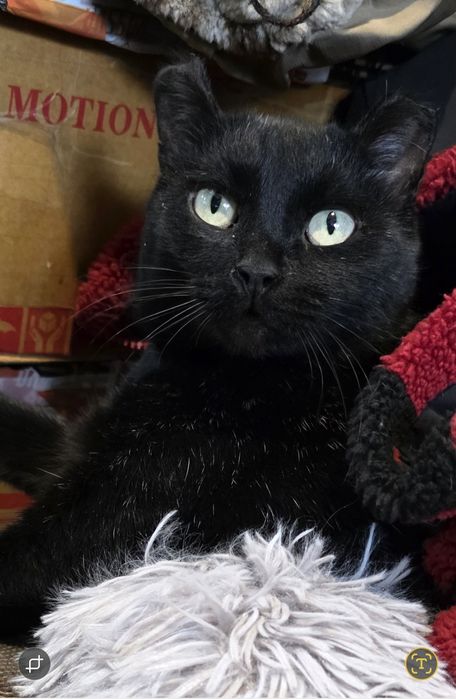 Отдам кошечку в добрые руки